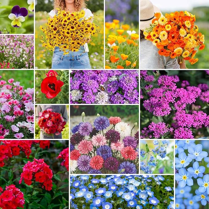 Eden Brothers Shorty Low Grow Wildflower Mixed Seeds for Planting, 25 lb, 12,000,000+ Seeds with Calendula, Cornflower | Attracts Pollinators, Plant in Spring or Fall, Zones 3, 4, 5, 6, 7, 8, 9, 10