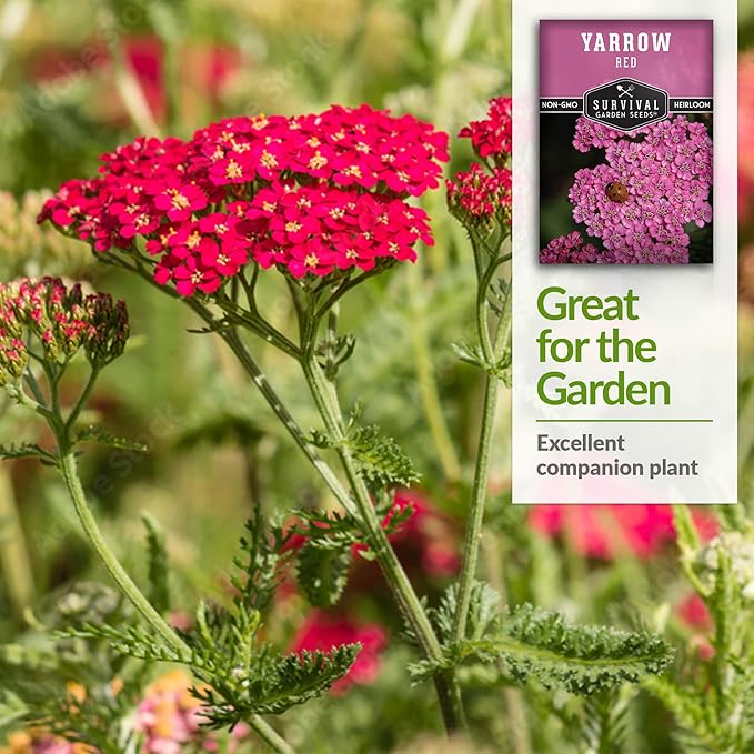 Red Yarrow Seed for Planting in The Garden - 5 Packs with Instructions to Plant and Grow Common Yarrow - Medicinal Herb Wildflowers - Heirloom, Non-GMO, Open-Pollinated Seeds for The Survival Garden