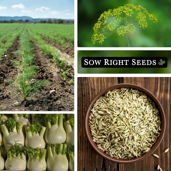 Sow Right Seeds - Florence Fennel Seed for Planting - Non-GMO Heirloom Packet with Instructions to Plant and Grow in Your Herbal Garden - Great for Seasoning and Cooking - Attract Pollinators (2)