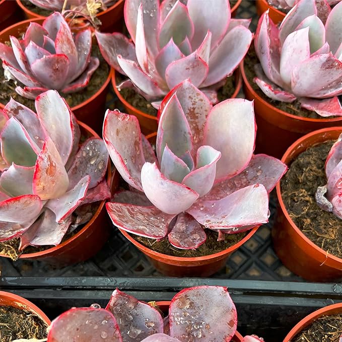 4-inch Succulent Echeveria Afterglow, Live Succulents Plants Fully Rooted in Pots with Soil, Easy-Care House Plants for DIY, Home Office Decoration
