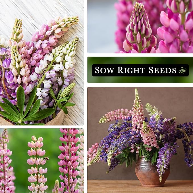 Sow Right Seeds - Russell Lupine Seeds for Planting - Non-GMO Heirloom Packet with Instructions to Plant in Your Garden - Perennial Flower to Attract Hummingbirds and Bees - Spiked Wildflower Mix (2)
