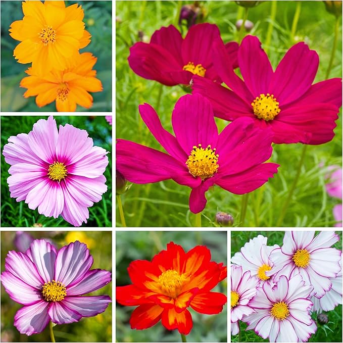 Seed Needs Cosmos Flower Seeds 10+ Varieties Specialty Crazy Blend (Cosmo Bipinnatus, Open Pollinated, Untreated) Resealable Pouch Flowering Wildflower Seeds Mixed Variety - Bulk