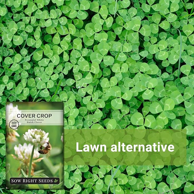 Sow Right Seeds - White Dutch Clover Seed for Planting - Cover Crops to Plant in Your Home Garden - Nitrogen Fixer - Suppress Weeds - Attracts Pollinators - Non-GMO Heirloom Seeds - Gardening Gift (1)