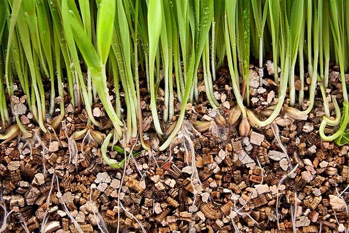 Horticultural Organic Vermiculite - Medium Grade - Natural Soil Additive for Potted Plants - Orchids - Hydroponics - Terrariums (5 Quart)
