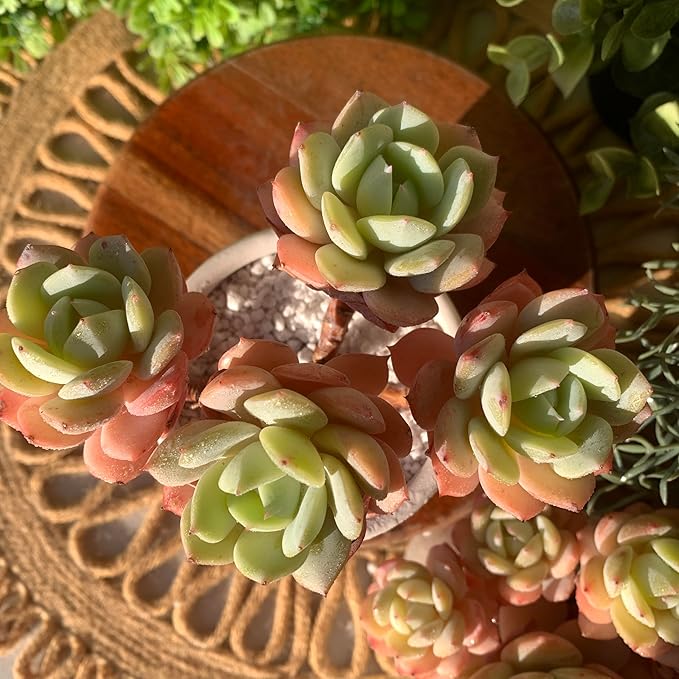 FWPP Live Succulents Plants Echeveria Love Song 3.5 inches,Rare Succulents Bare Root Without Pot Soil, Live Plants Indoor Office Decoration Wedding and Gift