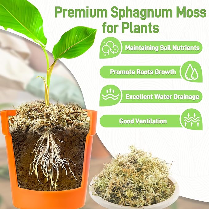 12Oz Sphagnum Moss for Plants Indoor, Premium Peat Moss for Reptiles Terrarium-12 Quarter, Natural Long Fiber Orchid Moss for Repotting Propagation Succulent Sarracenia Carnivorous Gardening