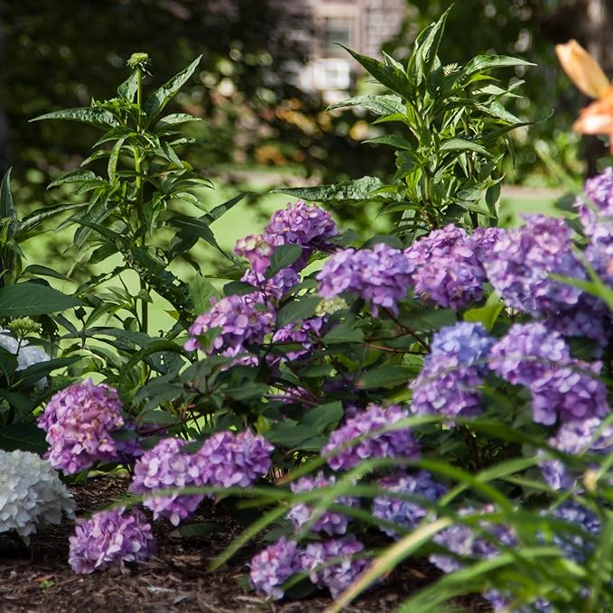 1 Gal. Endless Summer Bloomstruck Hydrangea