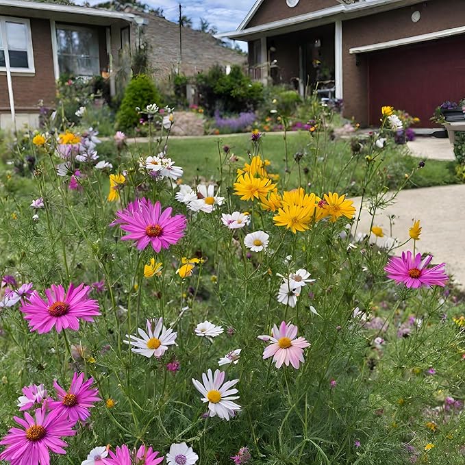 Washington Wildflower Seed Mix, Covers 325 Sq Ft, 20 Flower Varieties, Over 60,000 Seeds - Created By Nature