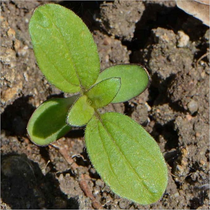 Seed Needs, Dwarf Sunspot Sunflower Seeds - 80 Heirloom Seeds for Planting Helianthus annuus - Attracts Butterflies & Pollinators, Grows 2 Feet Tall (2 Packs)
