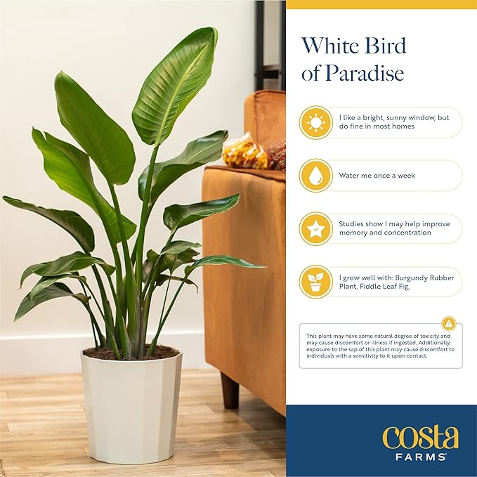 Costa Farms White Bird of Paradise, Strelitzia nicolai, Live Indoor Plant in Décor Planter Pot, Air-Purifying Tropical Houseplant, Housewarming Gift, Living Room, Office, and Home Decor, 3-4 Feet Tall