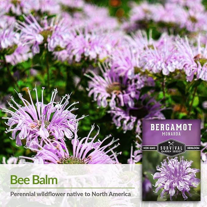 Survival Garden Seeds - Bergamot Herb (Bee Balm) Seed for Planting - 3 Packs with Instructions to Plant and Grow Lavender Monarda Wildflowers in Your Home Vegetable Garden - Non-GMO Heirloom Variety