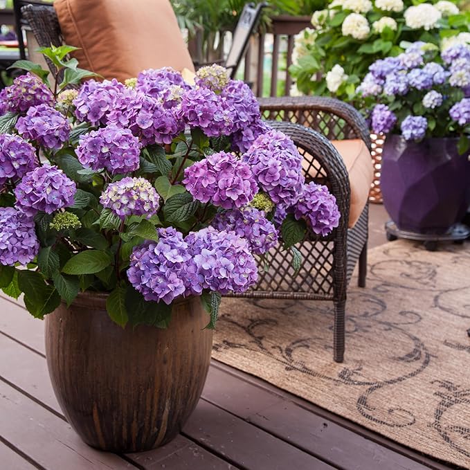 1 Gal. Endless Summer Bloomstruck Hydrangea