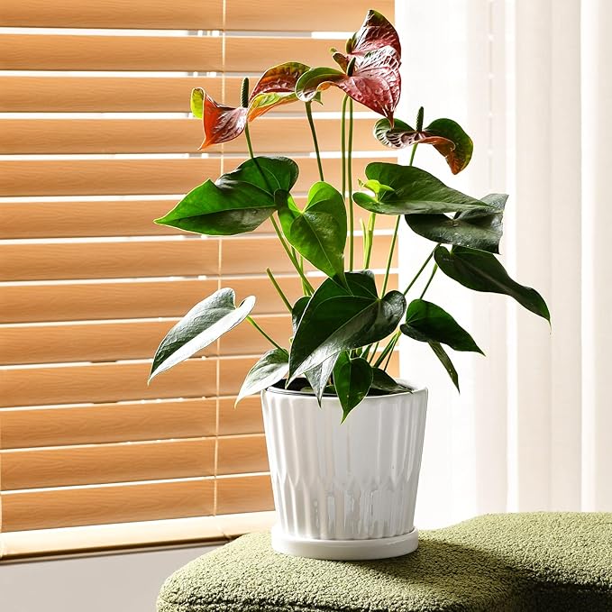 Ton Sin Plant Pots,White 6 Inch Flower Pots for Plants,Ceramic Planter with Drainage Holes,Indoor Planter Pots with Saucer,Outdoor Garden Pots (White, 4 Pack)