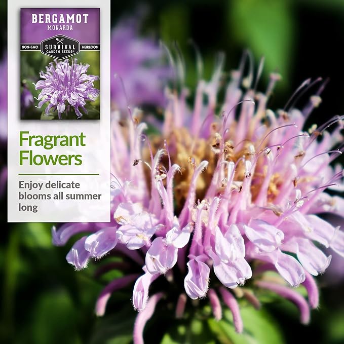 Survival Garden Seeds - Bergamot Herb (Bee Balm) Seed for Planting - 5 Packs with Instructions to Plant and Grow Lavender Monarda Wildflowers in Your Home Vegetable Garden - Non-GMO Heirloom Variety