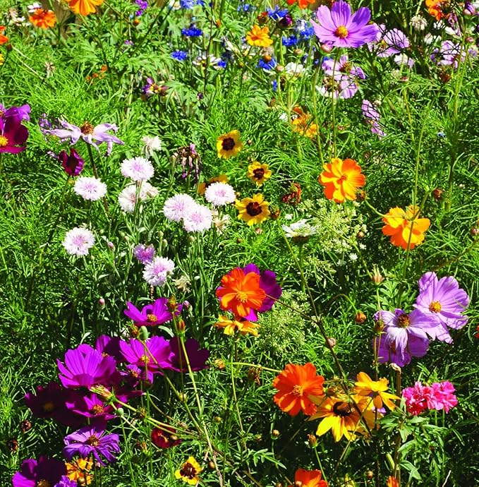 All You Need is Love Bouquet 25 Wildflower Packets for Planting, Perfect Valentines Gift, Garden Seeds to Grow Live Plants, Flowers - Bentley Seed Co.