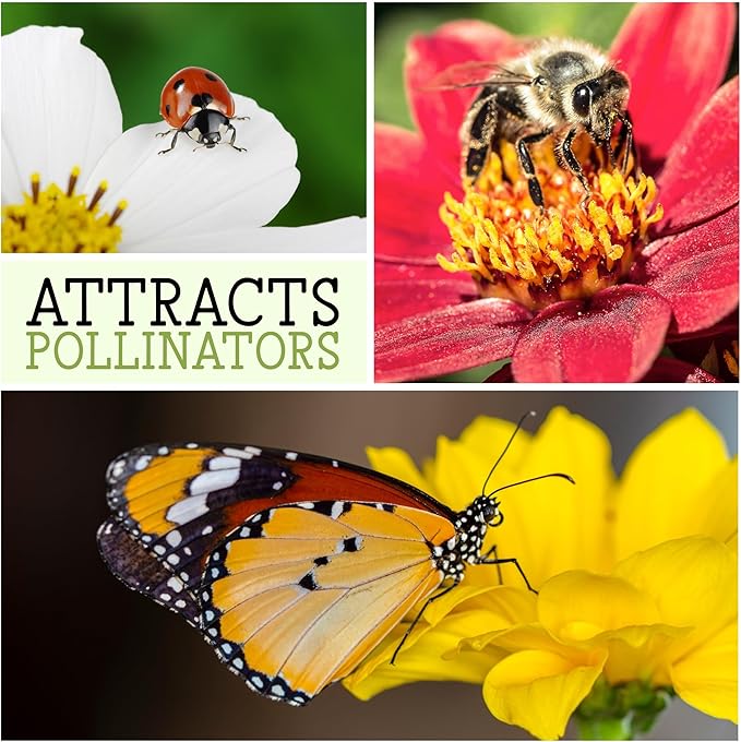Seed Needs, Cleome Seeds - 1,500 Heirloom Seeds for Planting Cleome hassleriana - Spider Blend Attracts Butterflies, Bumblebees & Other Pollinators (1 Pack)