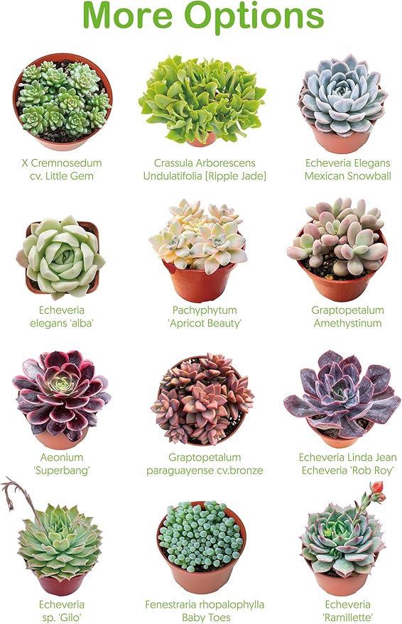 Live Succulents Crassula Baby's Necklace (4-inch), Succulent Plants Fully Rooted in Pots with Soil, Easy-Care House Plant for DIY, Home Office Decor, Wedding Party Favor