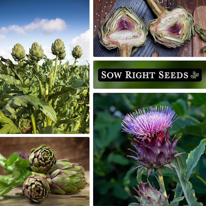 Sow Right Seeds - Artichoke Green Globe Seeds for Planting - Non-GMO Heirloom Packet with Instructions to Plant and Grow an Outdoor Home Vegetable Garden - Perennial - Tall with Edible Flower Buds (4)