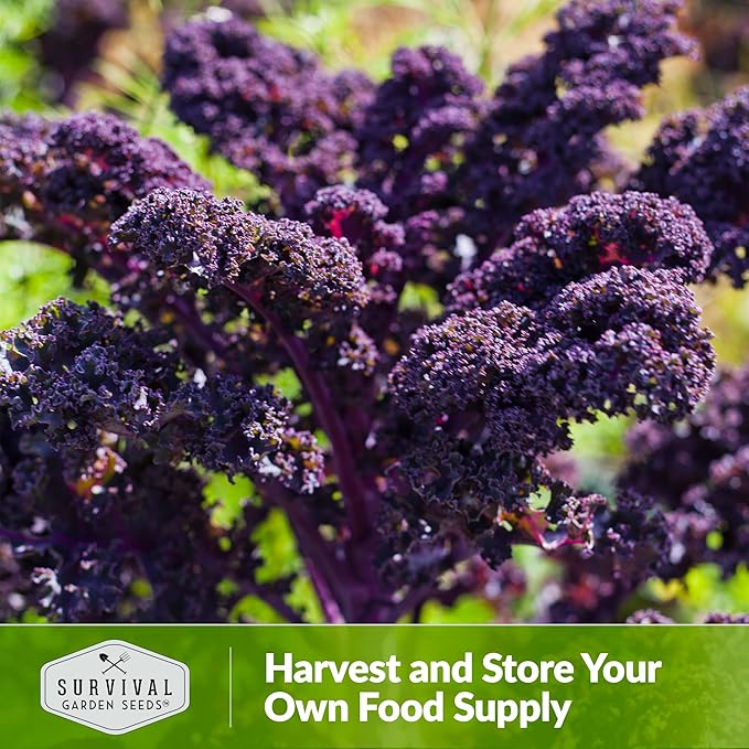 Scarlet Kale Seeds for Planting - 2 Packets with Instructions to Plant Edible & Ornamental Kale Vegetables in Your Home Food Garden - Non-GMO Heirloom Variety - Survival Garden Seeds