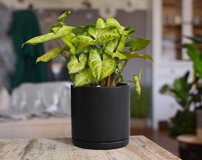 D'vine Dev 6 Inch Ceramic Planter Pot with Drainage Hole and Saucer, Indoor Cylinder Round Flower Pot, Black, 94-O-C-2