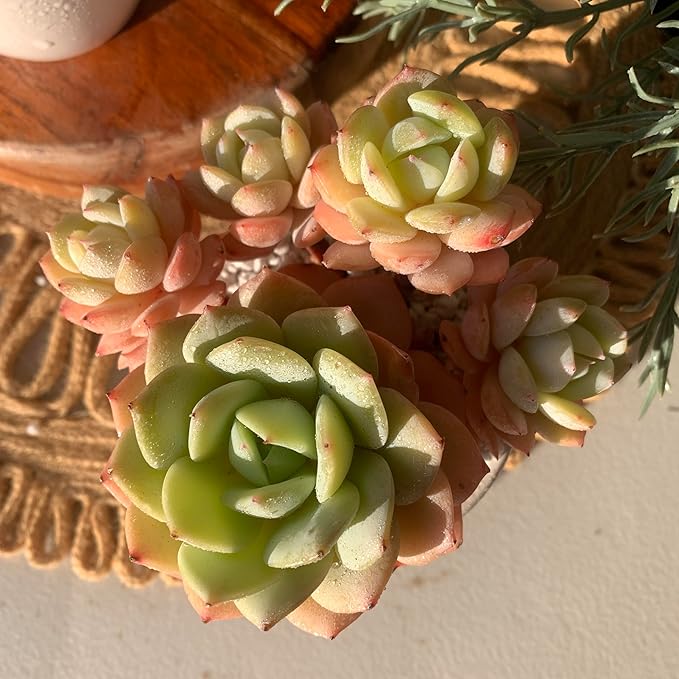 FWPP Live Succulents Plants Echeveria Love Song 3.5 inches,Rare Succulents Bare Root Without Pot Soil, Live Plants Indoor Office Decoration Wedding and Gift