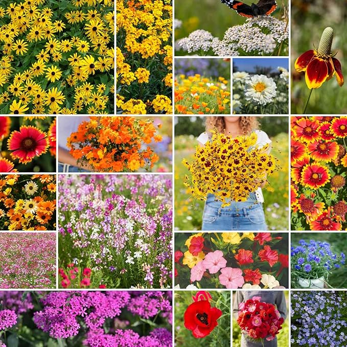 Eden Brothers Dry Area Wildflower Mixed Seeds for Planting, 1/4 lb, 120,000+ Seeds with Cosmos, African Daisy, Blue Flax | Attracts Pollinators, Plant in Spring or Fall, Zones 3, 4, 5, 6, 7, 8, 9, 10