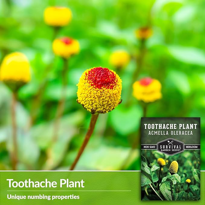 Toothache Plant Seeds for Planting - 1 Packet with Instructions to Plant and Grow Electric Daisy in Your Home Herb Garden - Non-GMO Heirloom Variety - Survival Garden Seeds