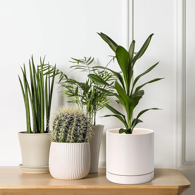 D'vine Dev 6 Inch Ceramic Planter Pot with Drainage Hole and Saucer, Indoor Cylinder Round Planter Pot, Oatmeal, 94-O-C-8