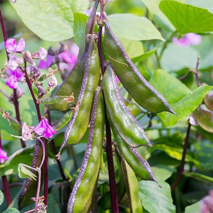 Hyacinth Bean Seeds Lablab Purpureus Vigorous, Fast-Growing Vine Plant Showy, Fragrant Flowers Edible Leaves, Pods Ornamental Plant Popular Choice for Trellises, Arbors, Fences 10Pcs by YEGAOL Garden