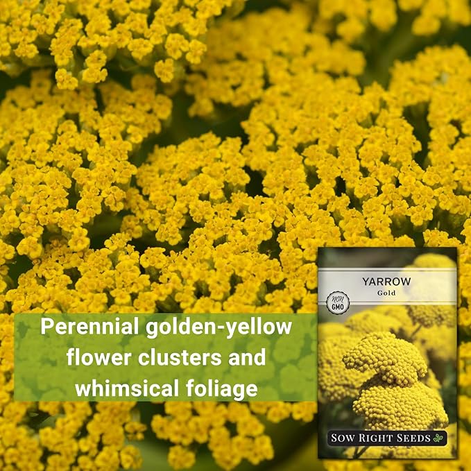 Sow Right Seeds - Achillea Yarrow Gold Flower Seeds for Planting - Flowers to Plant in Your Garden - Non-GMO Heirloom Packet with Instructions - Favorite Perennial to Attract Pollinators (2)