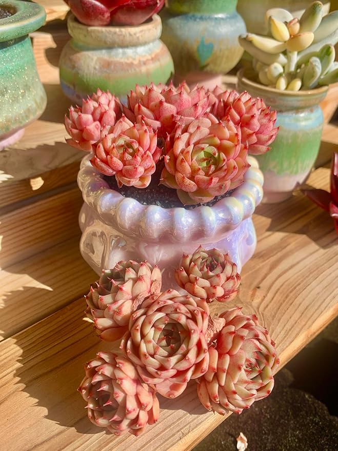 Echeveria Ben Badis Rare Live Succulent Plants, Red 4-5 Heads 3" Live Plant, Package Without Pot & Soil, Garden Indoor Office Desk, Wedding Party Baby Shower Decoration, Friend Plant Lovers Gifts