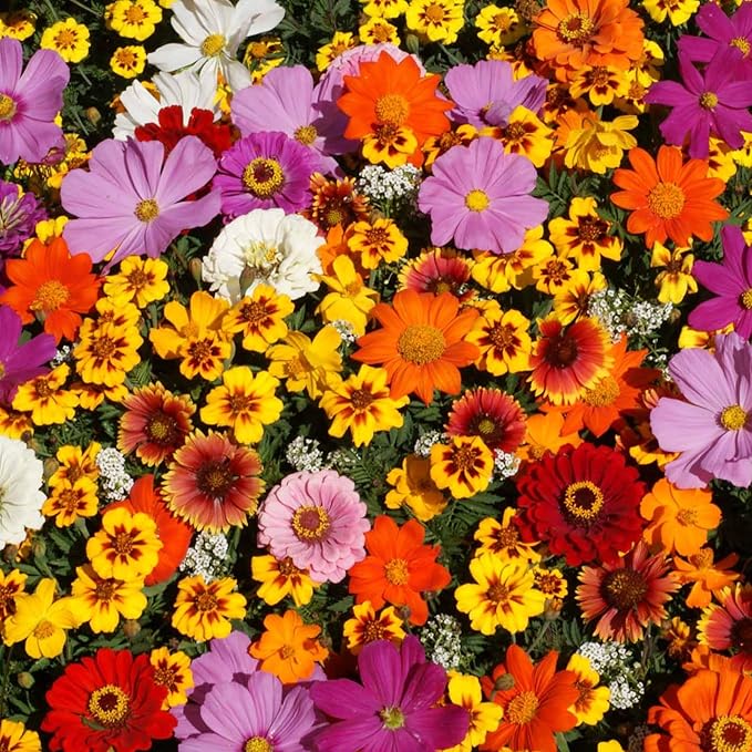 Wildflower Seeds Bulk, 100,000 Non-GMO Heirloom Wildflower Seeds Mix, Save The Monarchs Wild Flowers Seeds Mix, Perennial Flower Seeds for Planting, Mountain Valley Seed Company
