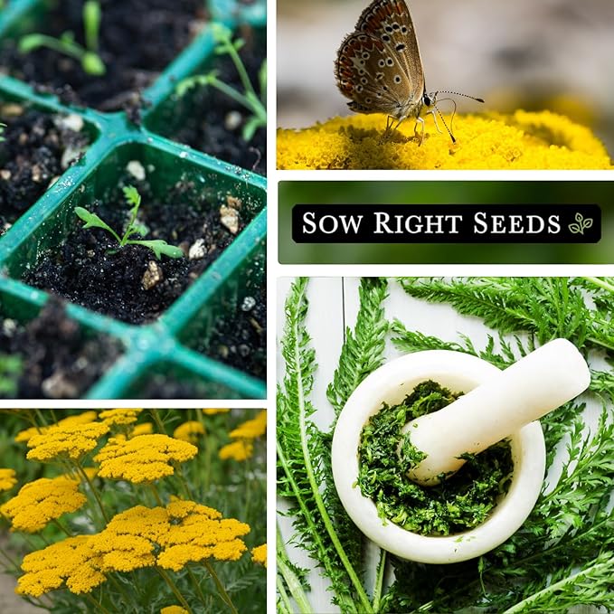Sow Right Seeds - Achillea Yarrow Gold Flower Seeds for Planting - Flowers to Plant in Your Garden - Non-GMO Heirloom Packet with Instructions - Favorite Perennial to Attract Pollinators (1)