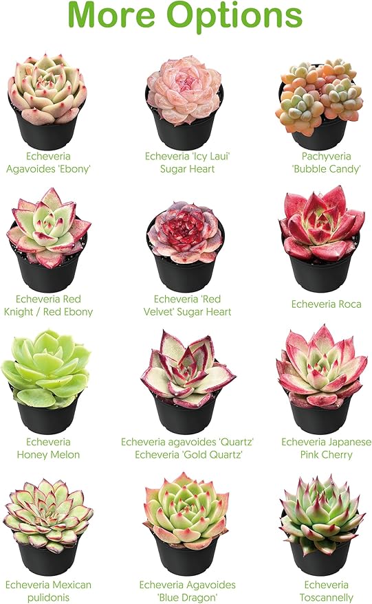 Live Succulents 'Baby Toes' (4-inch), Succulent Plants Fully Rooted in Pots with Soil, Easy-Care House Plant for DIY, Home Office Decor, Wedding Party Favor