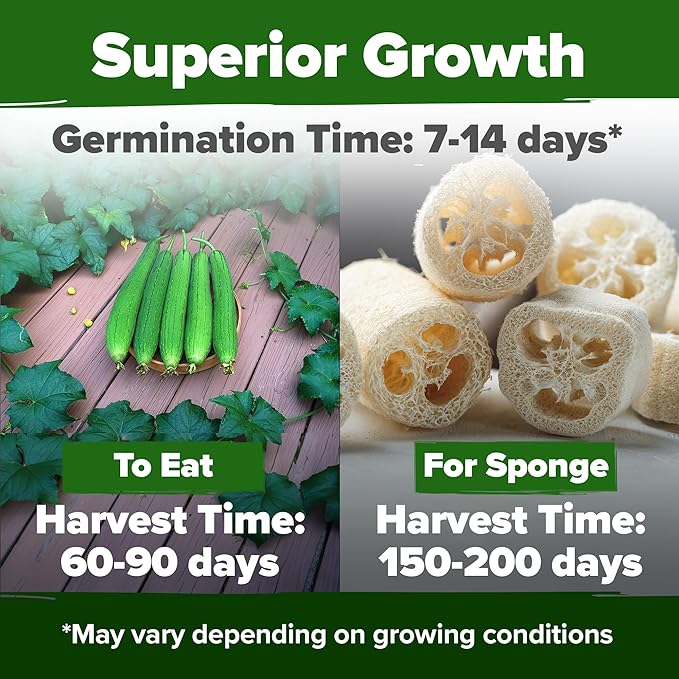 HOME GROWN Luffa Seeds - (Bulk Pack) 40 Non-GMO, Heirloom Loofah Seeds for Planting, USA Sourced, Great for Sponges or Edible Vegetable (Luffa aegyptiaca)