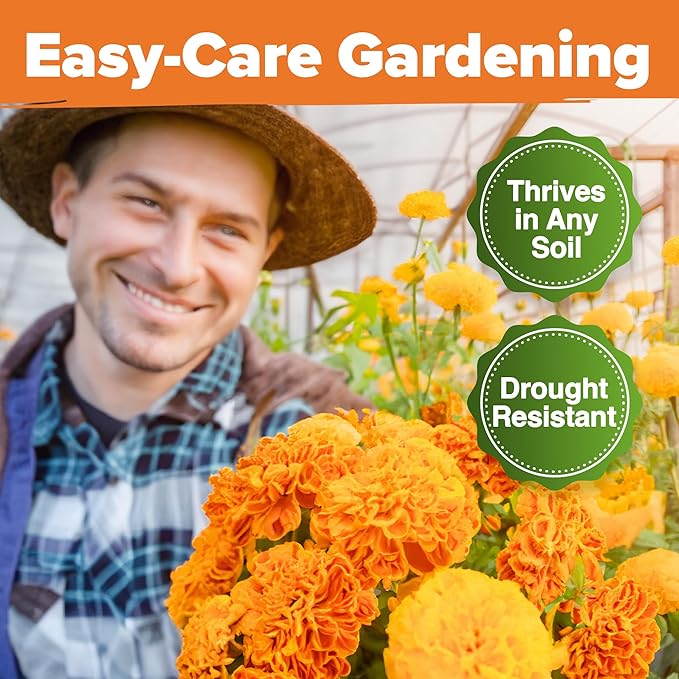 HOME GROWN Crackerjack Marigold Seeds (2.05oz) 15,000 Flower Seeds Planting Outdoor, Easy to Grow, USA Sourced Wildflowers, Great for Companion Planting