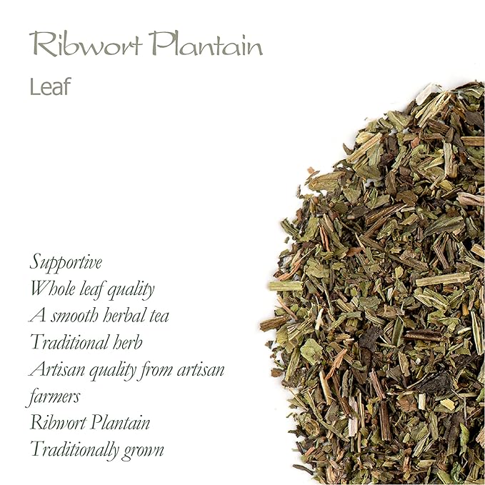 Plantain Leaf Tea Organic Herb