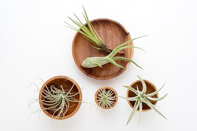 Tillandsia Air Plants Live Indoor Plants (50 Pack), Air Plants Bulk Party Favors or Wedding Favors Live Plants, Air Plant Lover Gifts, DIY Terrarium Kit, Air Succulents Plants Live by Plants for Pets