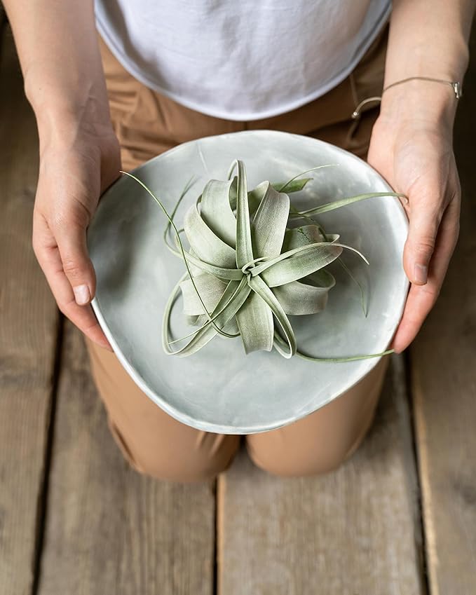 Tillandsia Xerographica Air Plant, Tillandsia Air Plants Live Large Indoor Plants Live Houseplants, Exotic Plants for Succulent Terrarium, Fairy Garden Decor, Succulents Live Plants by Plants for Pets