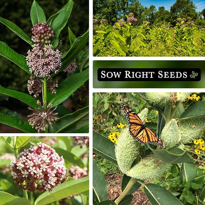Sow Right Seeds - Common Milkweed Seeds for Planting - Attract Monarch Butterflies to Your Garden - Non-GMO Heirloom Seed Packet with Full Instructions to Plant - Perennial Plant for Pollinators (3)