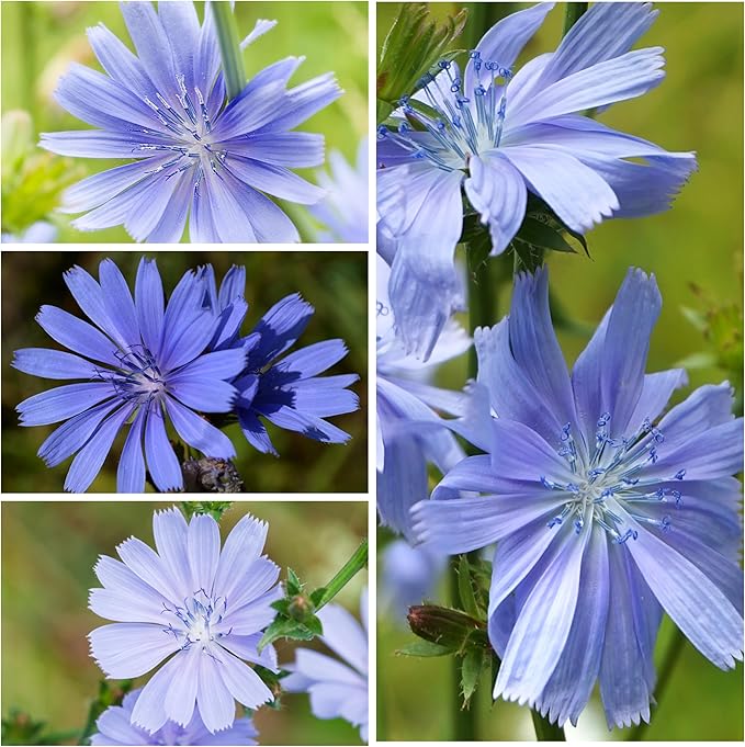 Seed Needs, Chicory Seeds - 500 Heirloom Seeds for Planting Cichorium intybus - Blue Floweres/Wildflowers, Non-GMO & Untreated, Italian Dandelion (2 Packs)