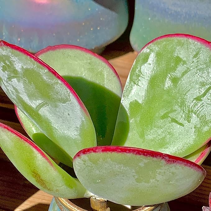 FWPP Live Succulents Plants Echeveria 'White Eyebrow' 3.5 inches,Rare Green Succulents Bare Root Without Pot Soil, Live Plants Indoor Office Decoration Wedding and Gift