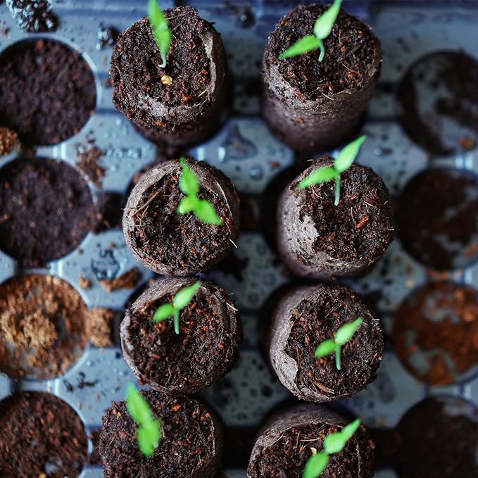 ZeeDix 100 Pcs (40mm) Peat Pellet Fiber Soil Plant Seed Starters - Seed Starter Pellets Pods Compressed Peat Pellets for Grow Herbs, Plant, Flowers and Vegetables