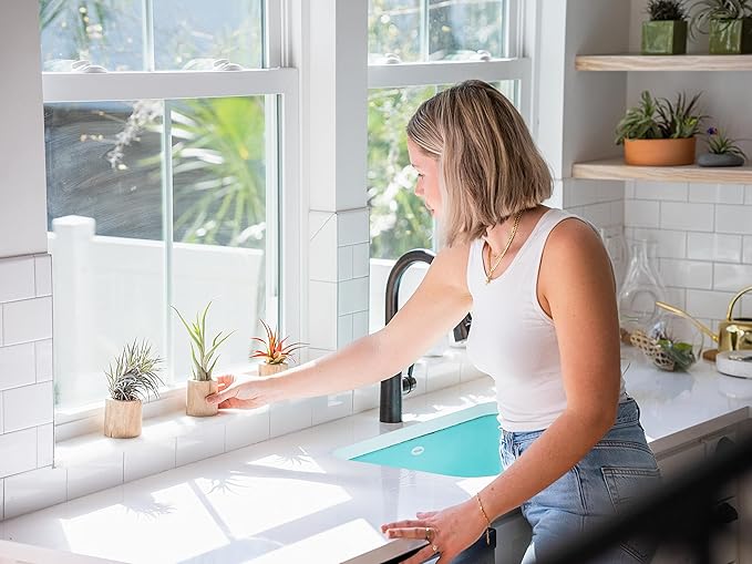 24 Pack Air Plants Assorted Tillandsia Ionantha - Live Succulent House Plants - Available in Wholesale and Bulk - Home and Garden Decor - Easy Care Indoor and Outdoor Plants