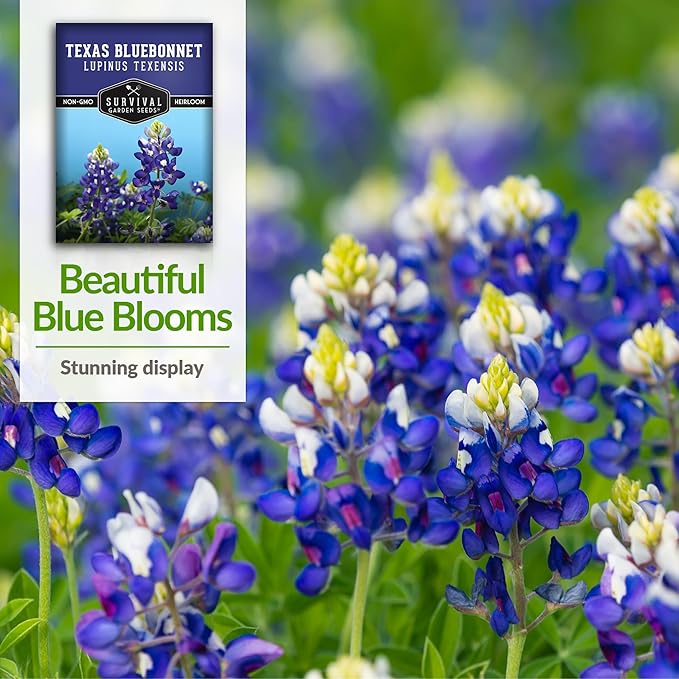 Texas Bluebonnet Seed for Planting - 3 Packets with Instructions to Plant & Grow Lupinus Texenisis in Your Home Wildflower Garden - Non-GMO Heirloom Variety- Survival Garden Seeds - Drought Resistant