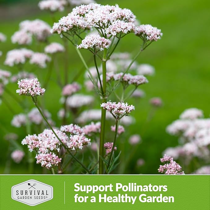 Valerian Seeds for Planting - 2 Packets with Instructions to Plant and Grow Medicinal Herb Valeriana Officinalis in Your Home Herb Garden - Non-GMO Heirloom Variety - Survival Garden Seeds
