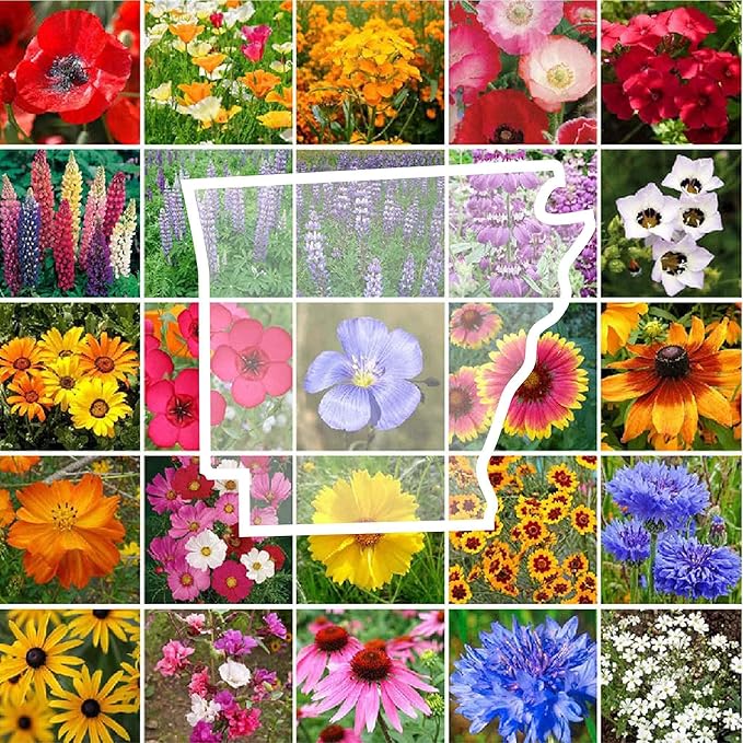 Eden Brothers Arkansas Wildflower Mixed Seeds for Planting, 1 oz, 30,000+ Seeds with African Daisy, Cosmos | Attracts Pollinators, Plant in Spring or Fall, Zones