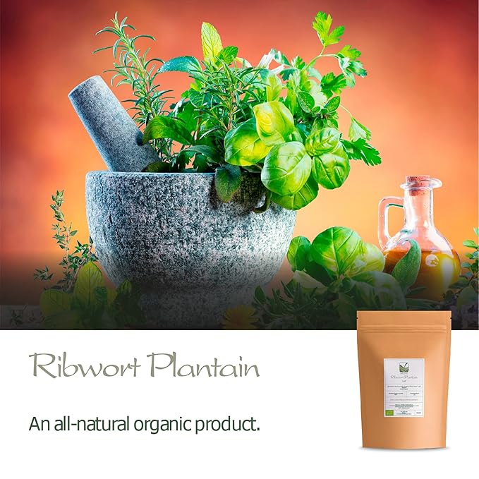 Plantain Leaf Tea Organic Herb