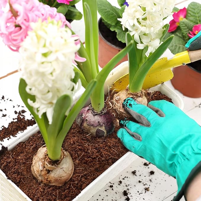 ZeeDix 100 Pcs (30mm) Compressed Coco Coir Fiber Potting Soil Seed Starters - Organic Coco Coir Pellet Fiber Soil for Planting Bonsai, Herbs, Plants, Flowers and Vegetables