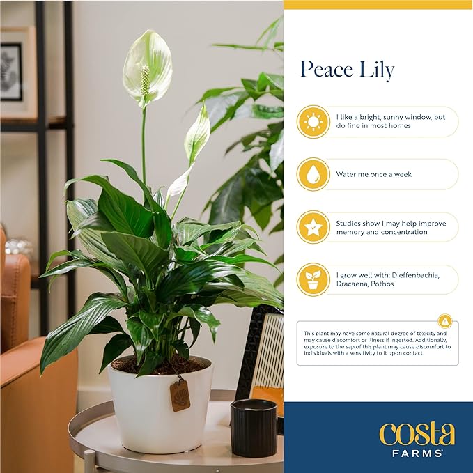 Costa Farms Peace Lily, Live Indoor Plant with Flowers, Easy to Grow Houseplant in Decorative Pot, Potting Soil, 1 Foot Tall| Valentines Day Gift | Valentines Day Decoration